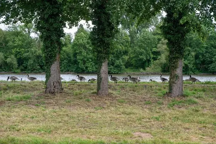 Framed Print : Many Canada geese ( Branta canadensis ) on a green meadow near the river bank Framed Print : Many Canada geese ( Branta canadensis ) on a green meadow near the river bank