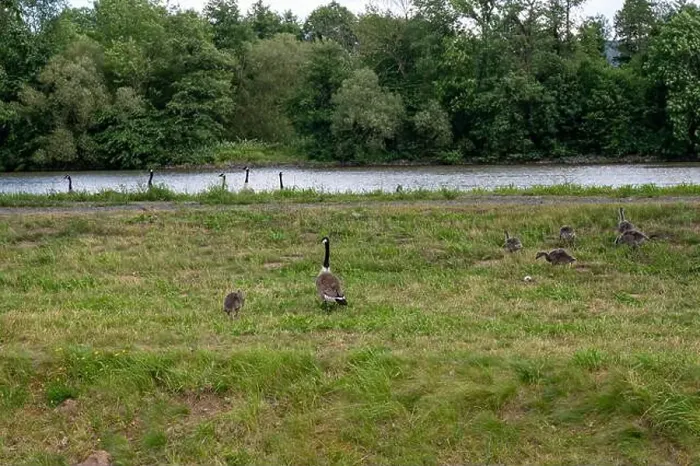 Framed Print : Many Canada geese ( Branta canadensis ) on a green meadow near the river bank Framed Print : Many Canada geese ( Branta canadensis ) on a green meadow near the river bank