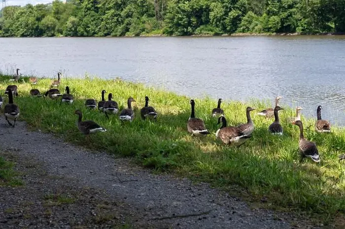 Framed Print : Many Canada geese ( Branta canadensis ) on a green meadow near the river bank Framed Print : Many Canada geese ( Branta canadensis ) on a green meadow near the river bank