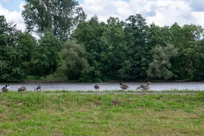 Framed Print : Many Canada geese ( Branta canadensis ) on a green meadow near the river bank Framed Print : Many Canada geese ( Branta canadensis ) on a green meadow near the river bank