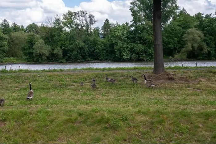 Framed Print : Many Canada geese ( Branta canadensis ) on a green meadow near the river bank Framed Print : Many Canada geese ( Branta canadensis ) on a green meadow near the river bank