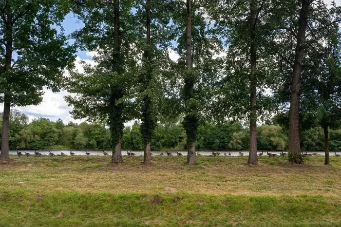 Framed Print : Many Canada geese ( Branta canadensis ) on a green meadow near the river bank Framed Print : Many Canada geese ( Branta canadensis ) on a green meadow near the river bank
