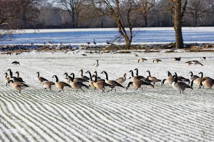 Framed Print : Canada geese (Branta canadensis) and greylag geese (Anser anser) search for food on a snow-covered field in winter Framed Print : Canada geese (Branta canadensis) and greylag geese (Anser anser) search for food on a snow-covered field in winter