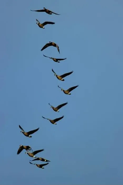 Framed Print : Canada geese (Branta canadensis) at McFadden's Marsh, William Finley National Wildlife Refuge, Oregon