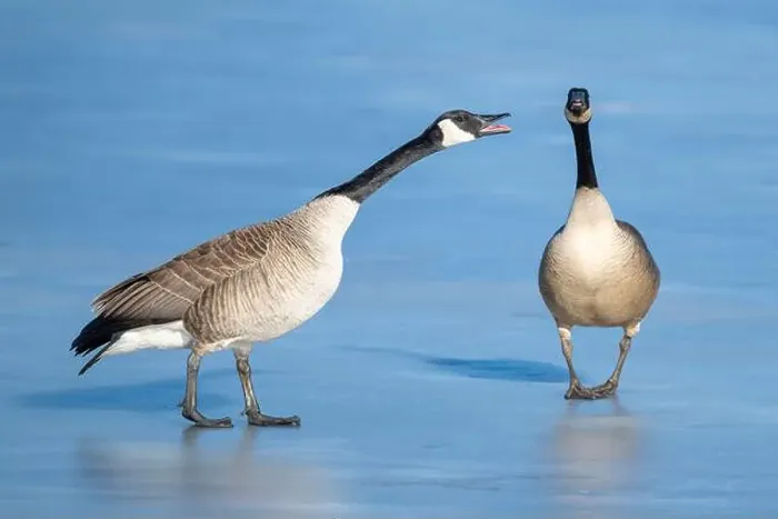 Framed Print : Canada geese (Branta canadensis) pair bonding, early Spring, E North America, by Dominique Braud / Dembinsky Photo Assoc Framed Print : Canada geese (Branta canadensis) pair bonding, early Spring, E North America, by Dominique Braud / Dembinsky Photo Assoc