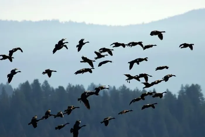 Framed Print : Canada geese (Branta canadensis) silhouette in flight, Kootenai National Wildlife Refuge, Idaho Framed Print : Canada geese (Branta canadensis) silhouette in flight, Kootenai National Wildlife Refuge, Idaho