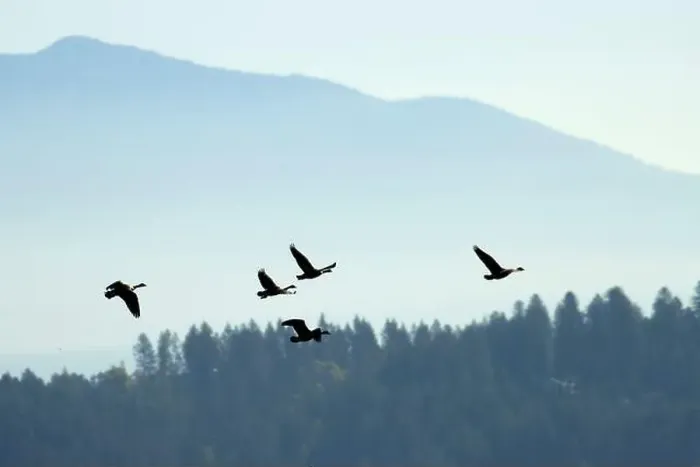 Framed Print : Canada geese (Branta canadensis) silhouette in flight, Kootenai National Wildlife Refuge, Idaho Framed Print : Canada geese (Branta canadensis) silhouette in flight, Kootenai National Wildlife Refuge, Idaho