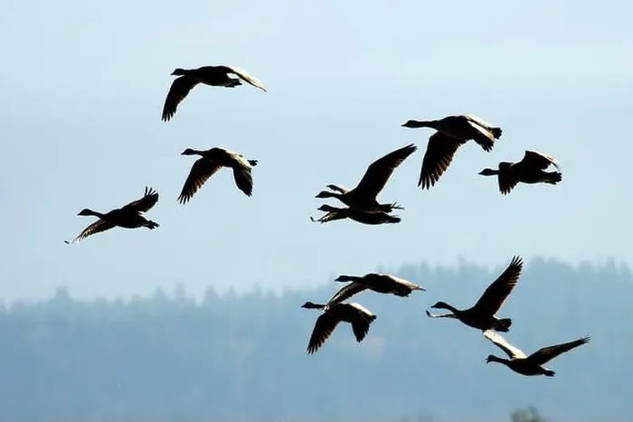 Framed Print : Canada geese (Branta canadensis) silhouette in flight, Kootenai National Wildlife Refuge, Idaho Framed Print : Canada geese (Branta canadensis) silhouette in flight, Kootenai National Wildlife Refuge, Idaho