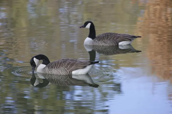 Framed Print : Two Canada geese (Branta canadensis) swimming in the water. A goose drinking Framed Print : Two Canada geese (Branta canadensis) swimming in the water. A goose drinking
