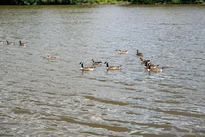 Framed Print : Many Canada geese ( Branta canadensis ) swimming in the water near the river bank