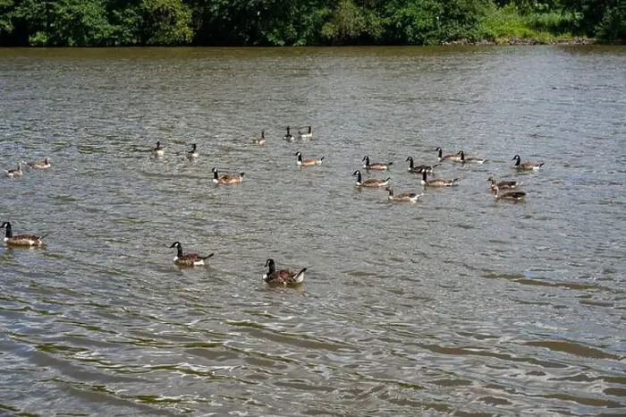 Framed Print : Many Canada geese ( Branta canadensis ) swimming in the water near the river bank