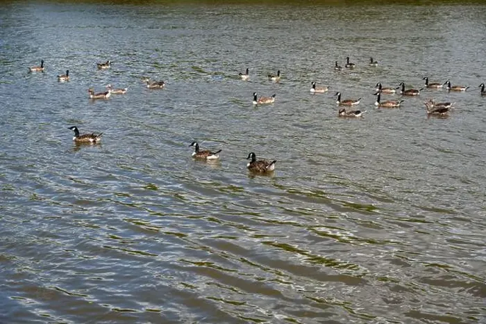 Framed Print : Many Canada geese ( Branta canadensis ) swimming in the water near the river bank Framed Print : Many Canada geese ( Branta canadensis ) swimming in the water near the river bank