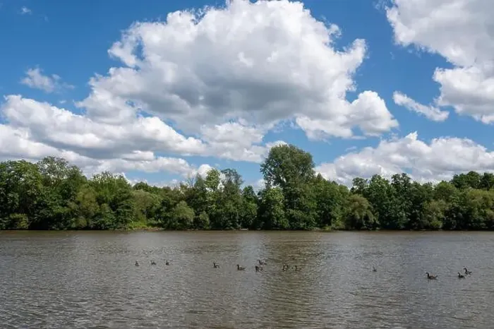 Framed Print : Many Canada geese ( Branta canadensis ) swimming in the water near the river bank with blue sky and clouds