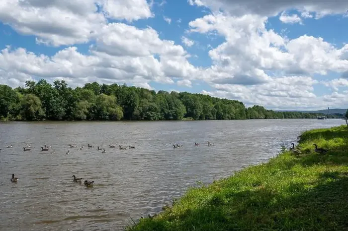 Framed Print : Many Canada geese ( Branta canadensis ) swimming in the water near the river bank with blue sky and clouds Framed Print : Many Canada geese ( Branta canadensis ) swimming in the water near the river bank with blue sky and clouds