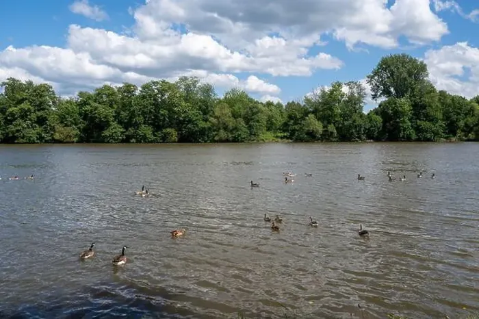 Framed Print : Many Canada geese ( Branta canadensis ) swimming in the water near the river bank with blue sky and clouds Framed Print : Many Canada geese ( Branta canadensis ) swimming in the water near the river bank with blue sky and clouds