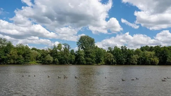 Framed Print : Many Canada geese ( Branta canadensis ) swimming in the water near the river bank with blue sky and clouds Framed Print : Many Canada geese ( Branta canadensis ) swimming in the water near the river bank with blue sky and clouds