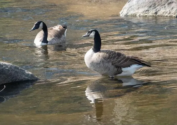 Framed Print : Two Canada geese in bright sunshine in water in a rocky stream Framed Print : Two Canada geese in bright sunshine in water in a rocky stream