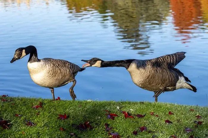 Framed Print : Two Canada Geese at the edge of a lake, with one showing aggression Framed Print : Two Canada Geese at the edge of a lake, with one showing aggression