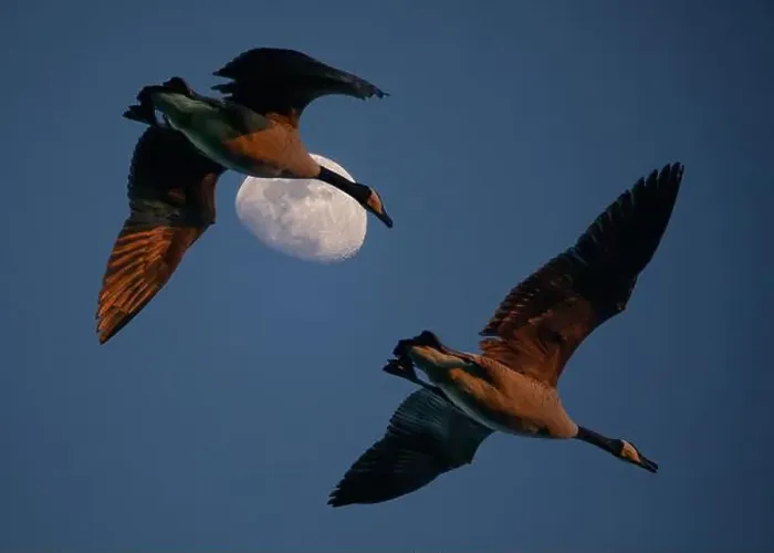 Framed Print : Two Canada geese fly past a waxing crescent moon in the golden hour of sunset Framed Print : Two Canada geese fly past a waxing crescent moon in the golden hour of sunset