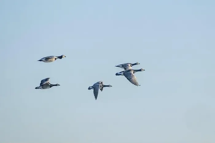 Framed Print : Canada geese fly over the sea Framed Print : Canada geese fly over the sea