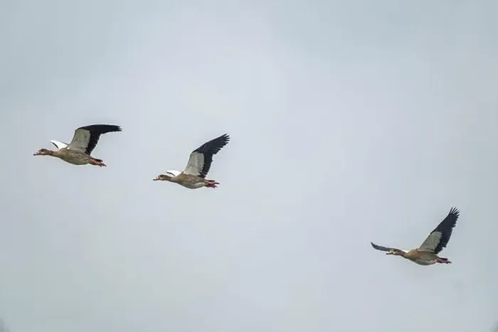 Framed Print : Canada geese fly over the sea Framed Print : Canada geese fly over the sea