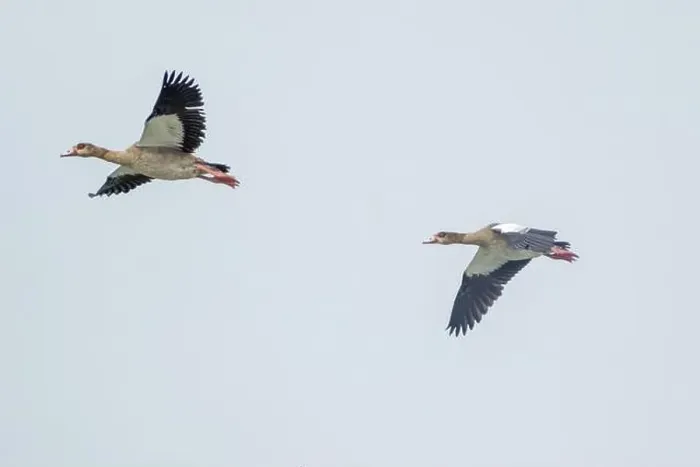 Framed Print : Canada geese fly over the sea Framed Print : Canada geese fly over the sea