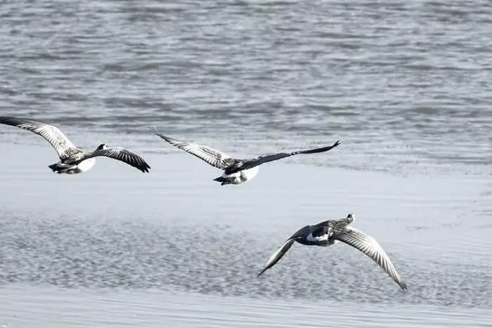Framed Print : Canada geese fly over the sea Framed Print : Canada geese fly over the sea