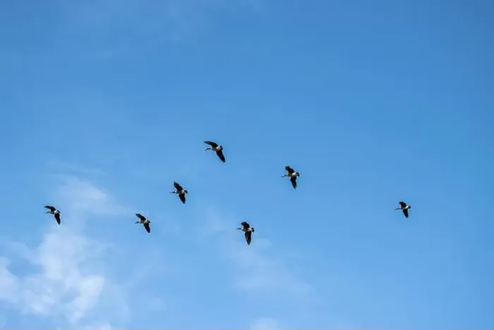 Framed Print : Canada geese flying in formation under a blue sky with light clouds. View from the ground Framed Print : Canada geese flying in formation under a blue sky with light clouds. View from the ground