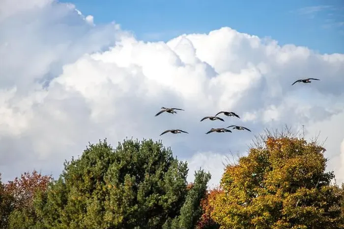 Framed Print : Canada geese flying in formation over colorful trees in autumn. Big white clouds in background Framed Print : Canada geese flying in formation over colorful trees in autumn. Big white clouds in background