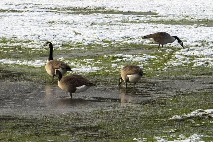 Framed Print : Canada geese foraging for food on a partially snow-covered grassy field with puddles Framed Print : Canada geese foraging for food on a partially snow-covered grassy field with puddles