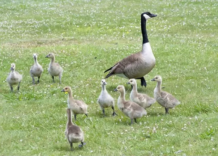 Framed Print : Canada Geese with goslings eating in a grassy area in a city park. Adults keeping watch for danger