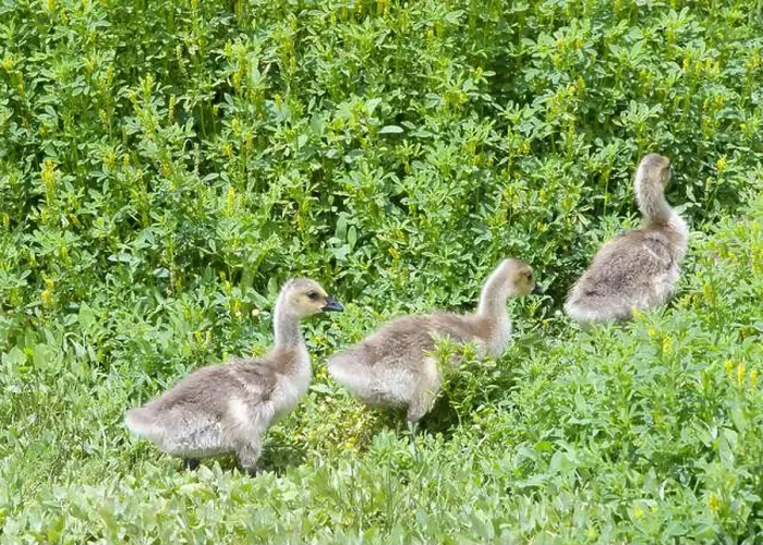 Framed Print : Canada Geese goslings following through green plants and grass in a local city park Framed Print : Canada Geese goslings following through green plants and grass in a local city park