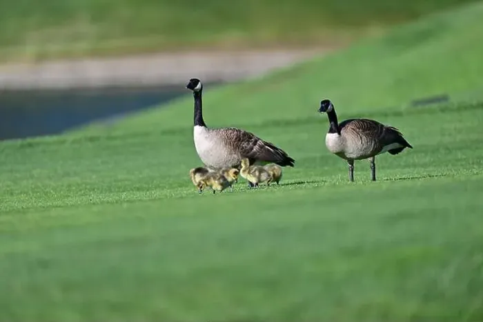 Framed Print : Canada Geese with Goslings on Golf Course Framed Print : Canada Geese with Goslings on Golf Course
