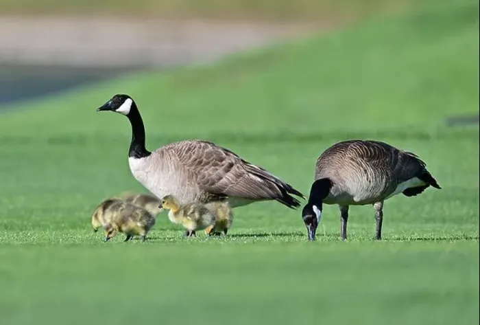 Framed Print : Canada Geese with Goslings on Golf Course Framed Print : Canada Geese with Goslings on Golf Course