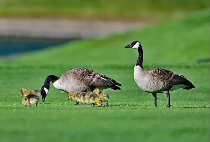 Framed Print : Canada Geese with Goslings on Golf Course Framed Print : Canada Geese with Goslings on Golf Course