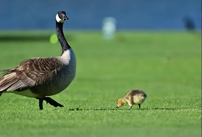 Framed Print : Canada Geese with Goslings on Golf Course Framed Print : Canada Geese with Goslings on Golf Course