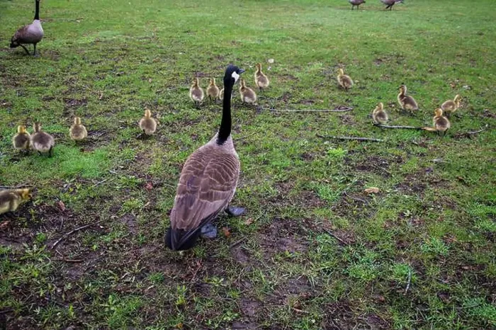 Framed Print : Canada geese with goslings at Rapids Park in LaSalle, Montreal, Quebec, Canada Framed Print : Canada geese with goslings at Rapids Park in LaSalle, Montreal, Quebec, Canada