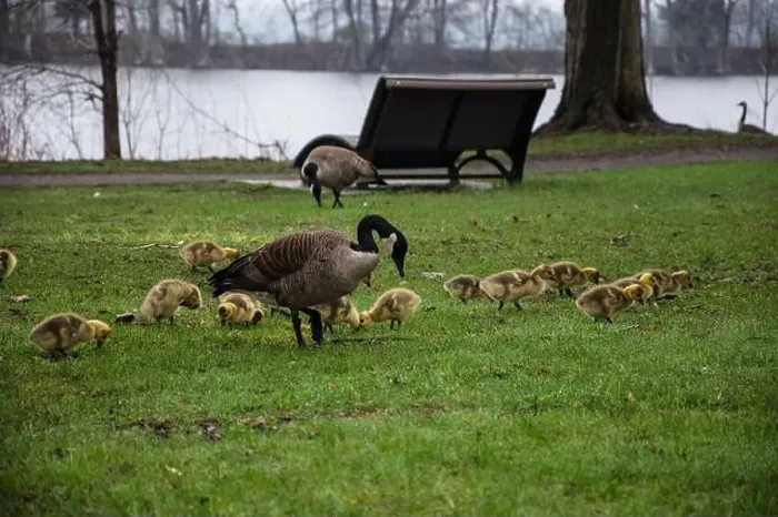 Framed Print : Canada geese with goslings at Rapids Park in LaSalle, Montreal, Quebec, Canada Framed Print : Canada geese with goslings at Rapids Park in LaSalle, Montreal, Quebec, Canada