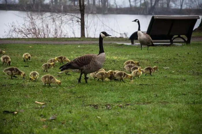Framed Print : Canada geese with goslings at Rapids Park in LaSalle, Montreal, Quebec, Canada Framed Print : Canada geese with goslings at Rapids Park in LaSalle, Montreal, Quebec, Canada