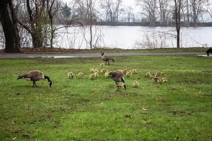 Framed Print : Canada geese with goslings at Rapids Park in LaSalle, Montreal, Quebec, Canada Framed Print : Canada geese with goslings at Rapids Park in LaSalle, Montreal, Quebec, Canada