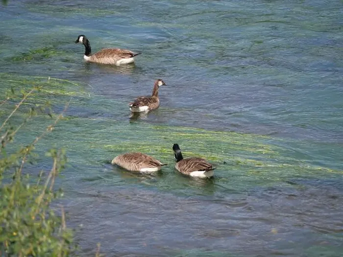 Framed Print : Canada geese and a greylag goose swimming against the current on a river
