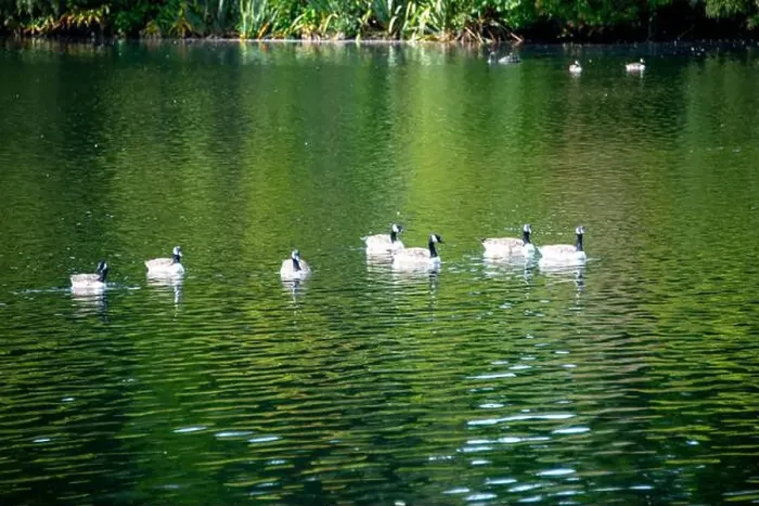 Framed Print : Canada Geese on Lake Mangamahoe - New Zealand Framed Print : Canada Geese on Lake Mangamahoe - New Zealand