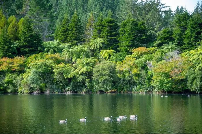 Framed Print : Canada Geese on Lake Mangamahoe - New Zealand Framed Print : Canada Geese on Lake Mangamahoe - New Zealand
