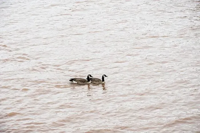 Framed Print : Canada geese in the Petitcodiac River in Moncton, New Brunswick, Canada