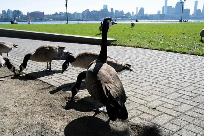 Framed Print : Canada geese in Pier A Park, Hoboken, New Jersey, Manhattan skyline in background Framed Print : Canada geese in Pier A Park, Hoboken, New Jersey, Manhattan skyline in background