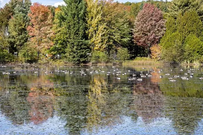 Framed Print : Canada geese on a pound in autumn Framed Print : Canada geese on a pound in autumn