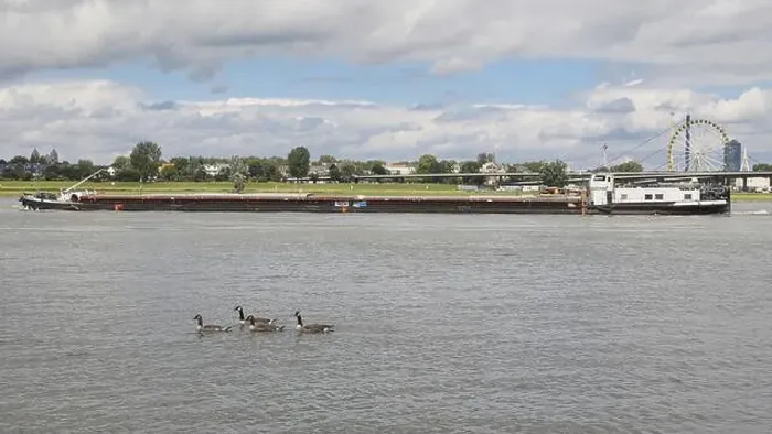 Framed Print : Canada geese on the Rhine, behind them a cargo ship, Duesseldorf, Germany, Europe Framed Print : Canada geese on the Rhine, behind them a cargo ship, Duesseldorf, Germany, Europe