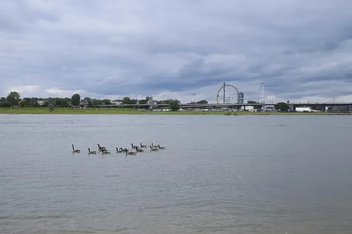 Framed Print : Canada geese on the Rhine, behind them a Ferris wheel, Duesseldorf, Germany, Europe