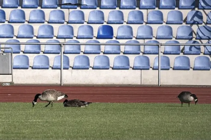 Framed Print : Canada geese in a sports stadium Framed Print : Canada geese in a sports stadium