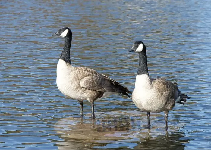 Framed Print : Two Canada Geese standing in calm water Framed Print : Two Canada Geese standing in calm water